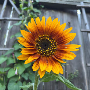 Meet your Posher, Helene